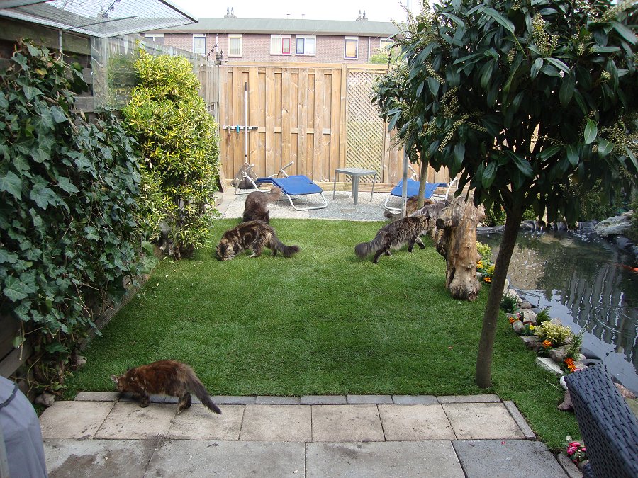 Kattenoverlast in de tuin Halve parasol